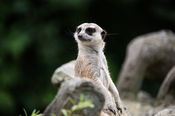 Surykatka © Makargina