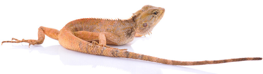 Asian chameleon on white background © panor156