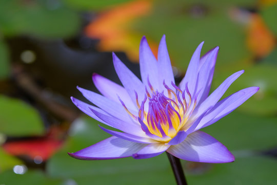 太陽の花