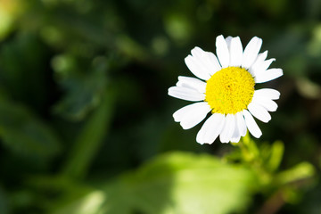 Fototapeta premium Ромашка на темно зеленом фоне.