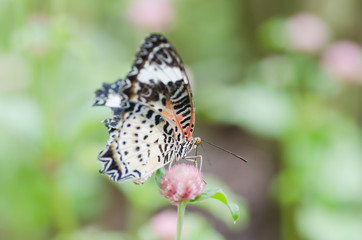 Fototapeta na wymiar Beautiful butterfly is pollinating on flowers
