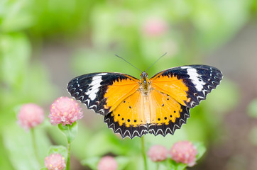Beautiful butterfly is pollinating on flowers