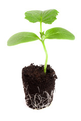 Cucumber seedling in soil isolated on white background