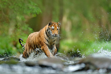 Tiger Action wildlife scene, wild cat, nature habitat. Tiger running in water. Danger animal, tajga in Russia. Animal in the forest stream. Grey Stone, river droplet. Tiger with splash river water.