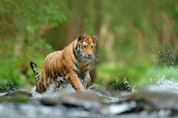 Fototapeta premium Scena dzikiej przyrody Tiger Action, dziki kot, siedlisko przyrody. Tygrys biegnący w wodzie. Niebezpieczne zwierzę, tajga w Rosji. Zwierzę w strumieniu lasu. Grey Stone, kropelka rzeki. Tygrys z pluskiem wody w rzece.