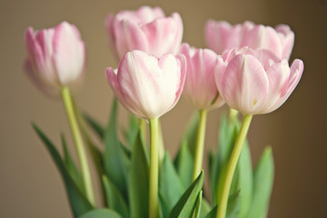 tulips1