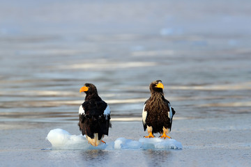 Eagle floating in sea on ice. Beautiful Steller's sea eagle, Haliaeetus pelagicus, flying bird of prey, with sea water, Hokkaido, Japan. Wildlife action behaviour scene, nature. Morning sun, sunrise. © ondrejprosicky