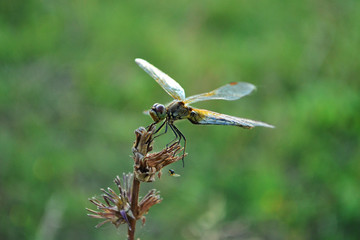 Dragonfly