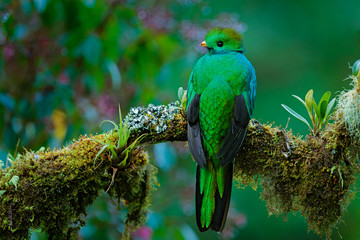 Magnificent sacred green and red bird. Detail portrait of Resplendent Quetzal. Resplendent Quetzal, Pharomachrus mocinno, from Savegre in Costa Rica with blurred green forest foreground and background