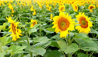 tournesol