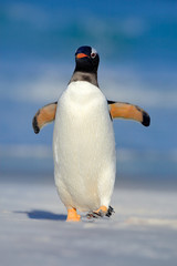 Gentoo penguin jumps out of the blue water while swimming through the ocean in Falkland Island. Action wildlife scene from nature. Penguin in the sea. Bird with blue waves. Ocean wildlife. Funny image