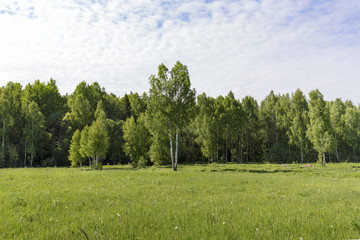 Молодые берёзы на лугу у края леса ясным солнечным утром. Лето.