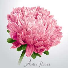 Luxurious pink Aster flower