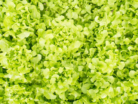 Vegetables hydroponics system in greenhouse, Green oak salad leaves
