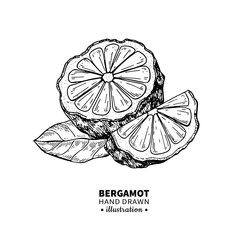 Bergamot vector drawing. Isolated vintage  illustration of citru