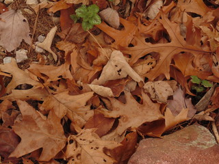 Autumn Leaves