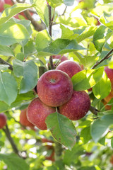 Ripe red apples on a tree branch