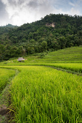 Rice terraces