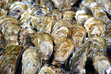 Fototapeta na wymiar Crate of fresh long oysters in bulk in Brittany, France