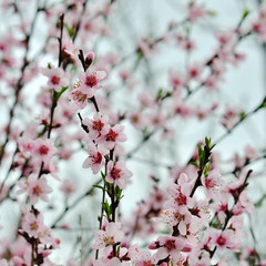 Fototapeta na wymiar Blossoming cherry trees in spring