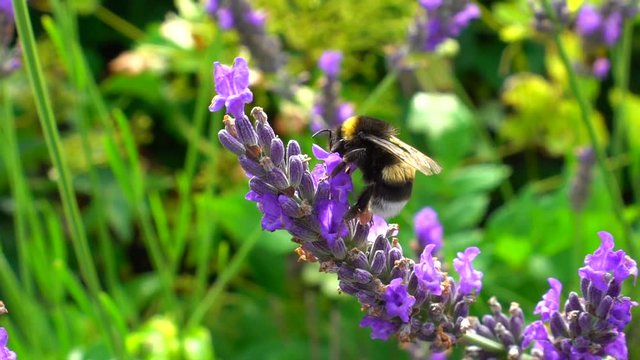 Bumblebee and bees flying over lavender, sunny day, slow motion view of natural life