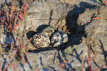 eggs in the nest in natural habitat