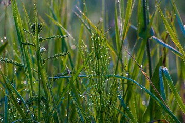 A drop of morning dew on the grass.
