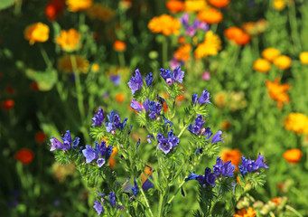 meadow with purple and orange colored flowers