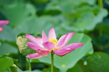 蓮の花