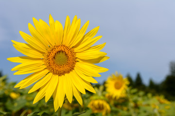 Sonnenblume mit textfreiraum im Himmel 