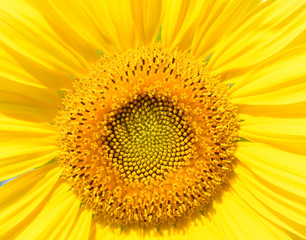 Sonnenblumen Blüte als Hintergrund aug Grusskarte