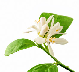 Lemon flower with leaves on white background with clipping path. Fresh lemon branch. Macro.