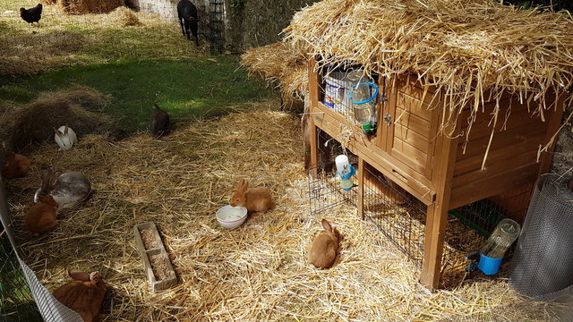 lapins