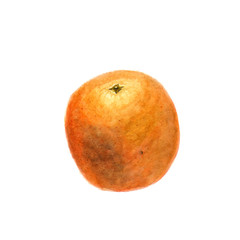 Botanical watercolor illustration sketch of orange on white background