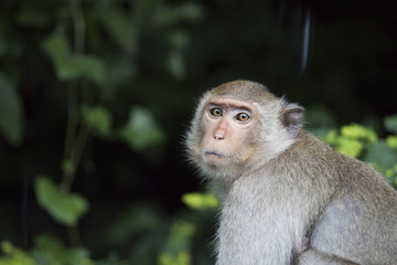 Portrait of sad monkey, Thailand