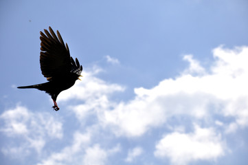 Dohle am weißblauen Himmel