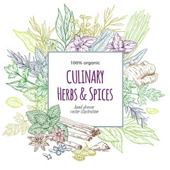 Square banner surrounded by colored sketch herbs and spices