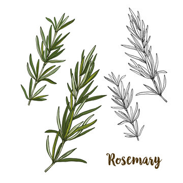Full color realistic sketch illustration of rosemary
