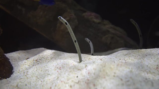 Three Spotted Garden Eels in a Saltwater Aquarium