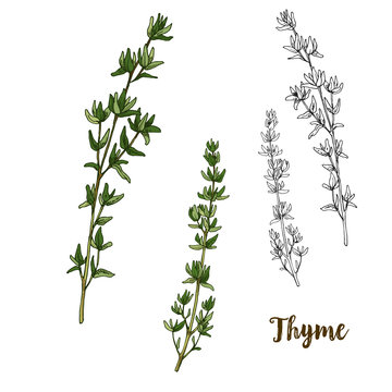 Full color realistic sketch illustration of thyme