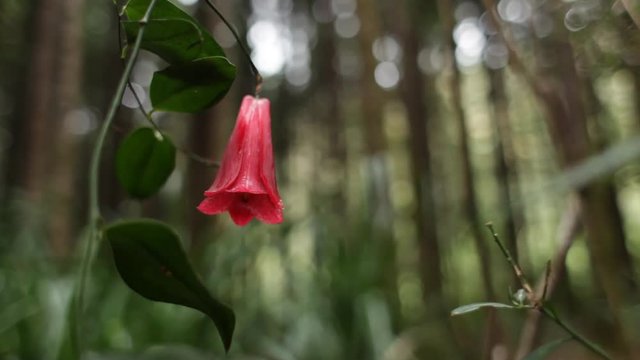 National Chilean flower