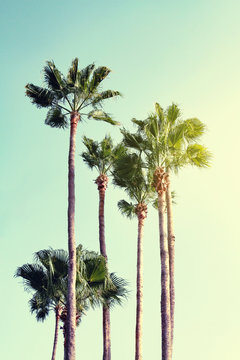 Summer Vacation Concept. Beautiful Palms on Blue Sky Background. Toning.