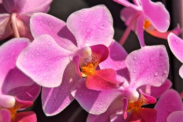 pink orchid
