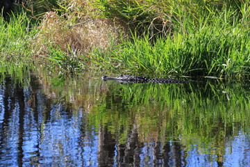Alligator Hunting