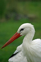 White stork