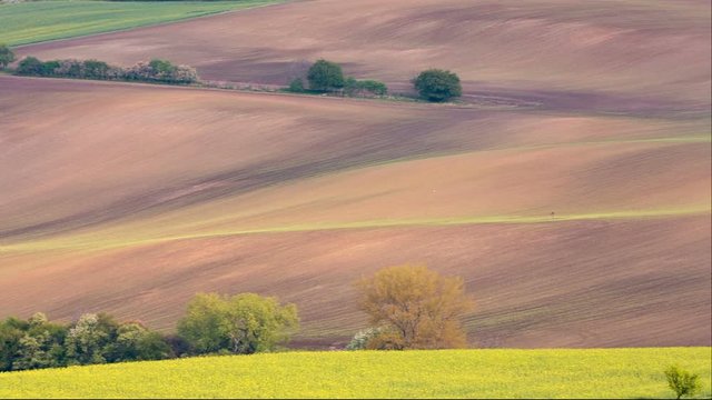 Lines and waves with trees and chapel in the spring in area known as Moravian Tuscany, South Moravia, Czech Republic