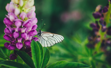 cabbage butterfly