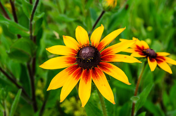 Black eyed susan flower on summer