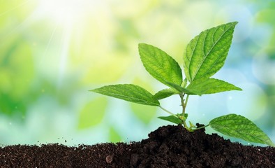 Plant.