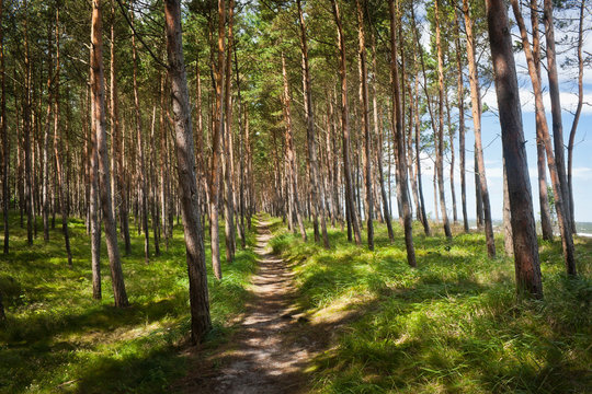 Fototapeta Ścieżka przez nadmorski las